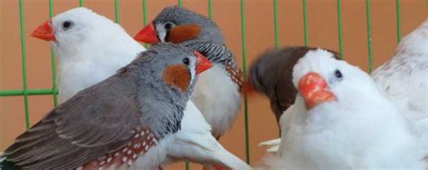 珍珠鳥幼鳥|珍珠鳥(錦花鳥)：飼養及繁殖技巧 – 寵物百科